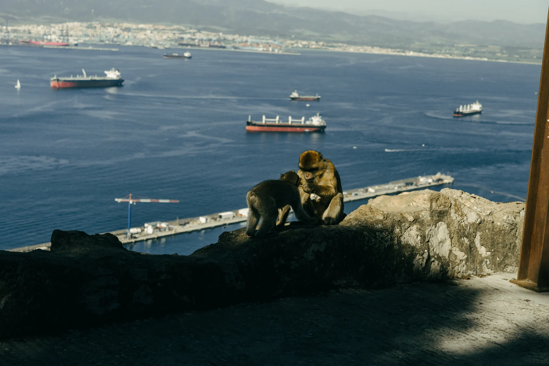 Two Barbary macaques groom each other on a stone wall high above the Bay of Gibraltar.