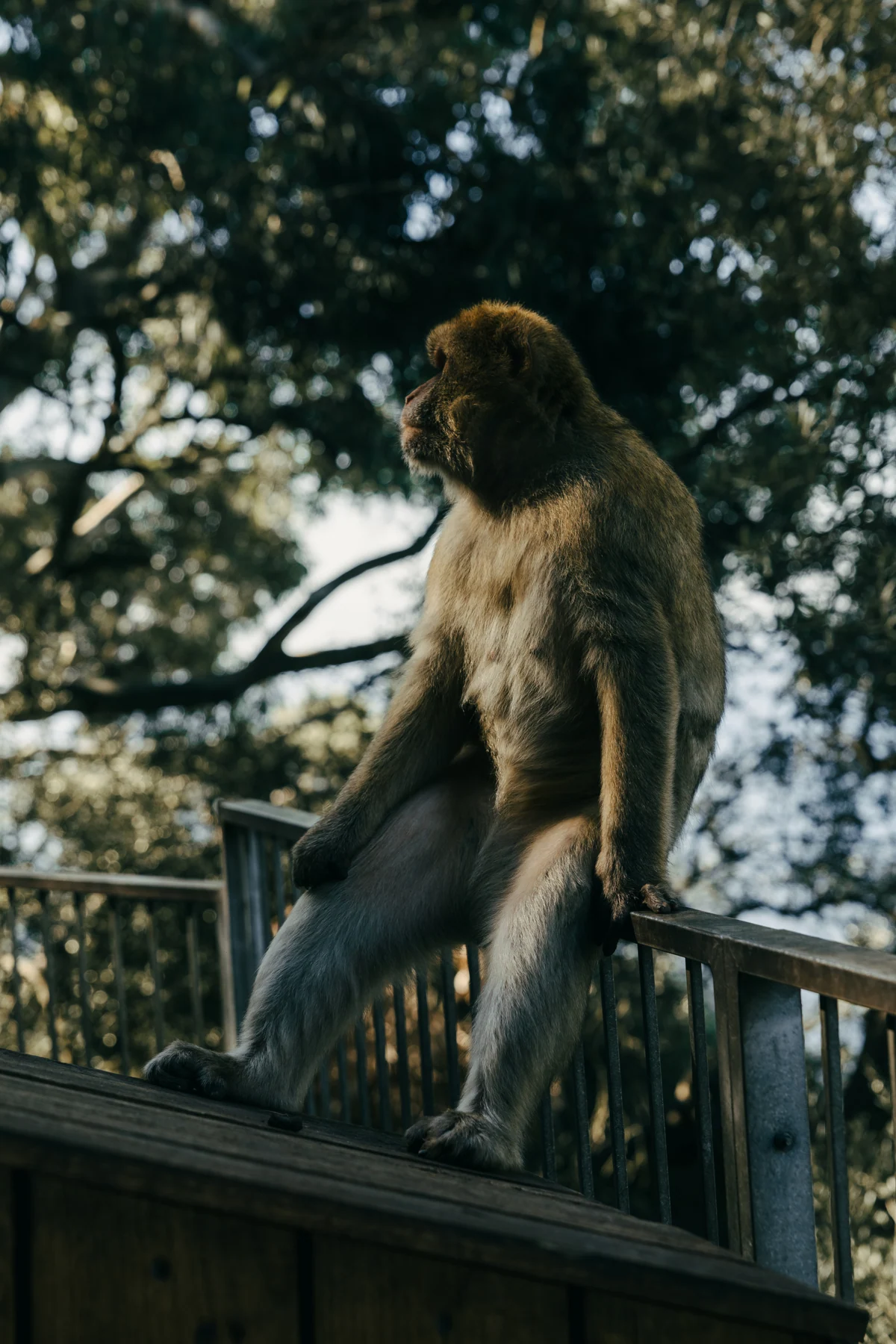A Barbary macaque sits on a railing among backlit trees in the Upper Rock of Gibraltar.