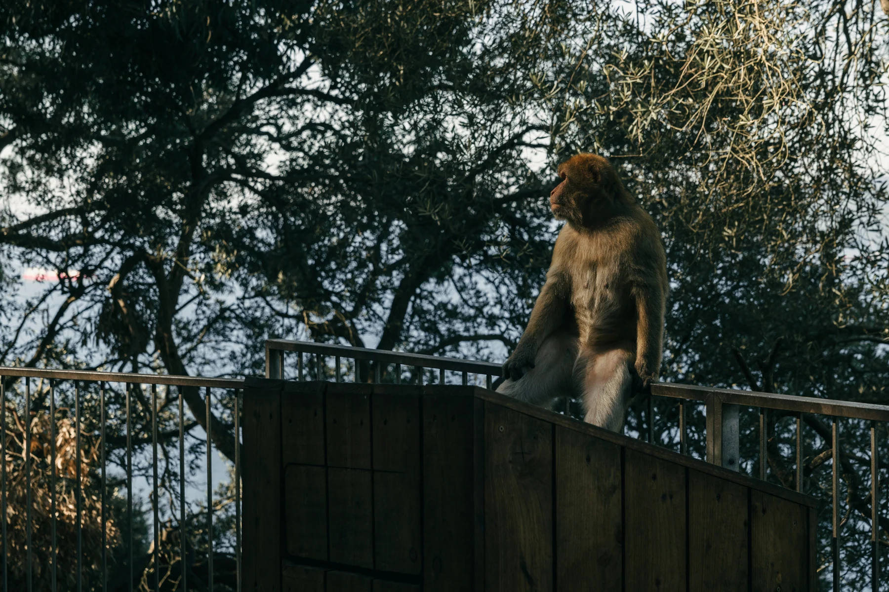 A Barbary macaque rests on a wooden platform among the trees of the Upper Rock.