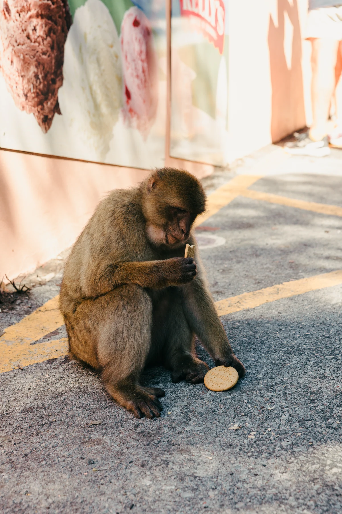 A Barbary macaque sits on a sunlit street in Gibraltar with a snack at its feet.