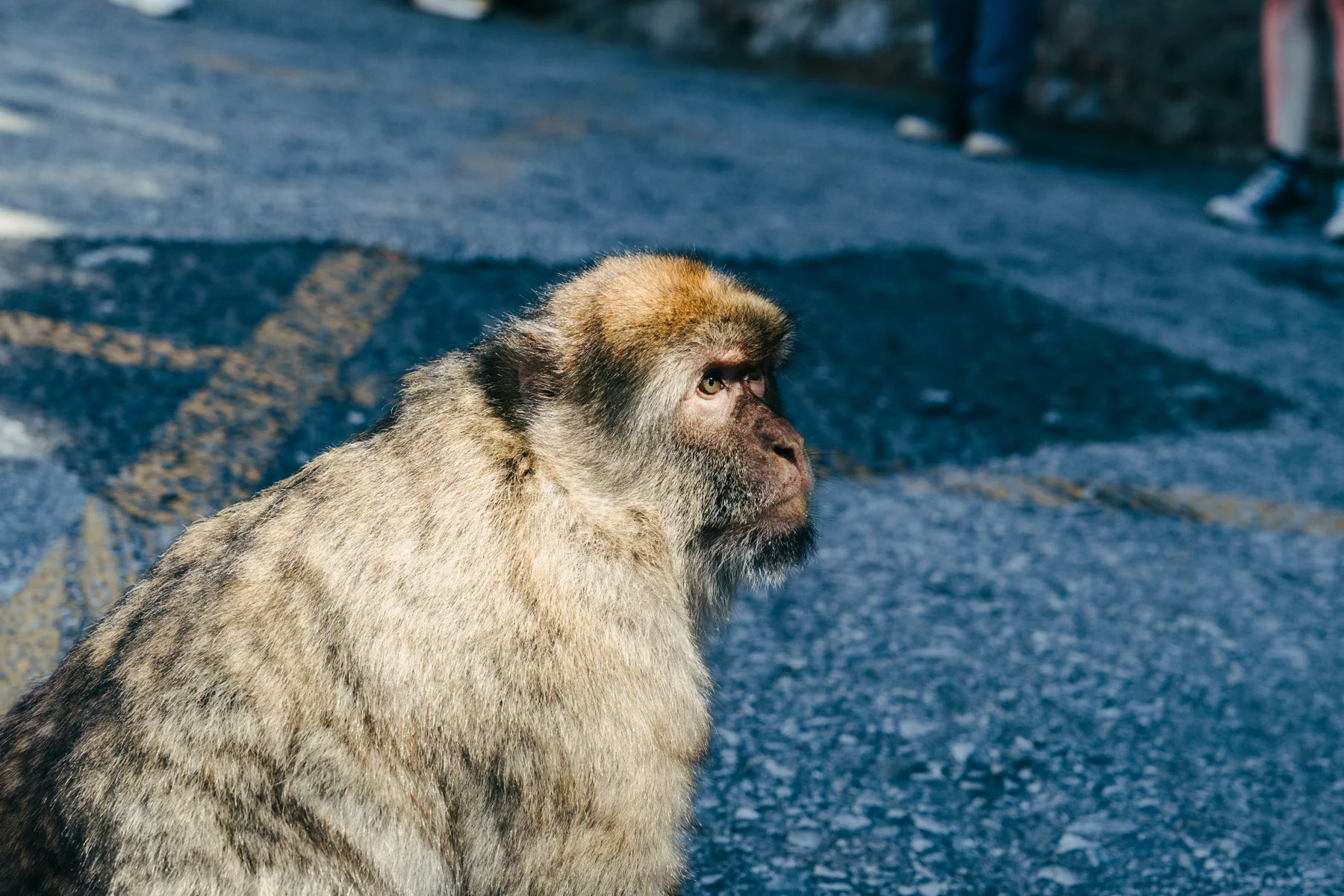 Profile of a Barbary macaque with thick fur, seen against blue-toned asphalt in Gibraltar.
