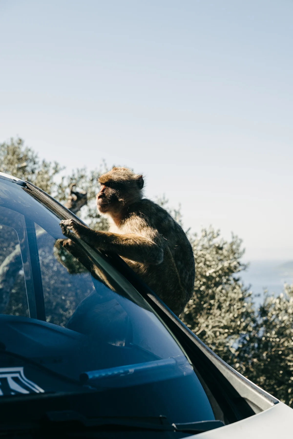A Barbary macaque climbs onto the windshield of a car in the Upper Rock of Gibraltar.