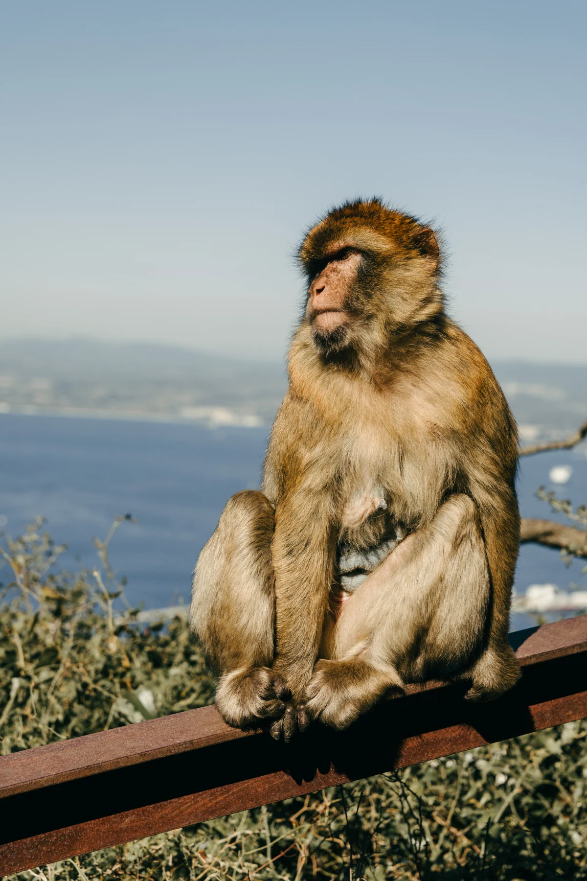 A Barbary macaque sits on a railing high above the Bay of Gibraltar on a sunny day.