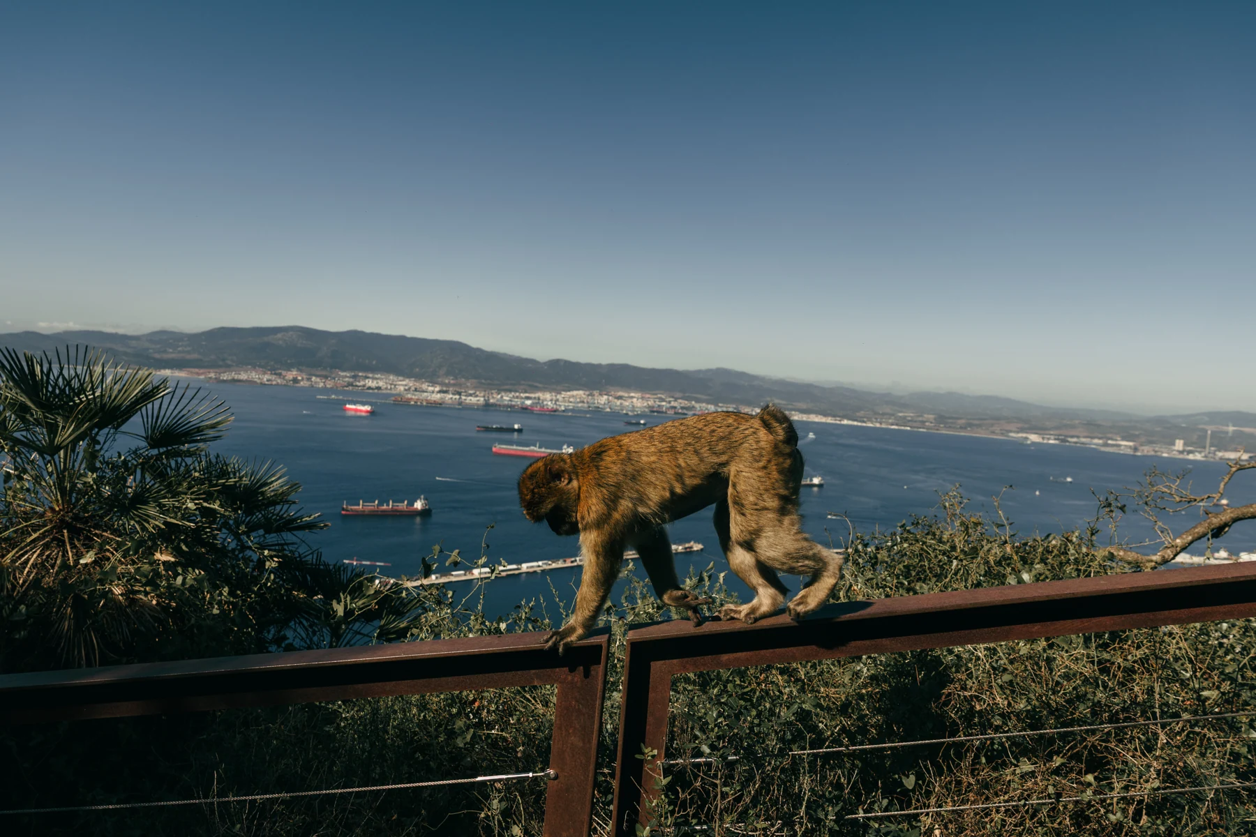A Barbary macaque walks along a railing with palm leaves, anchored ships and the Bay of Gibraltar behind.