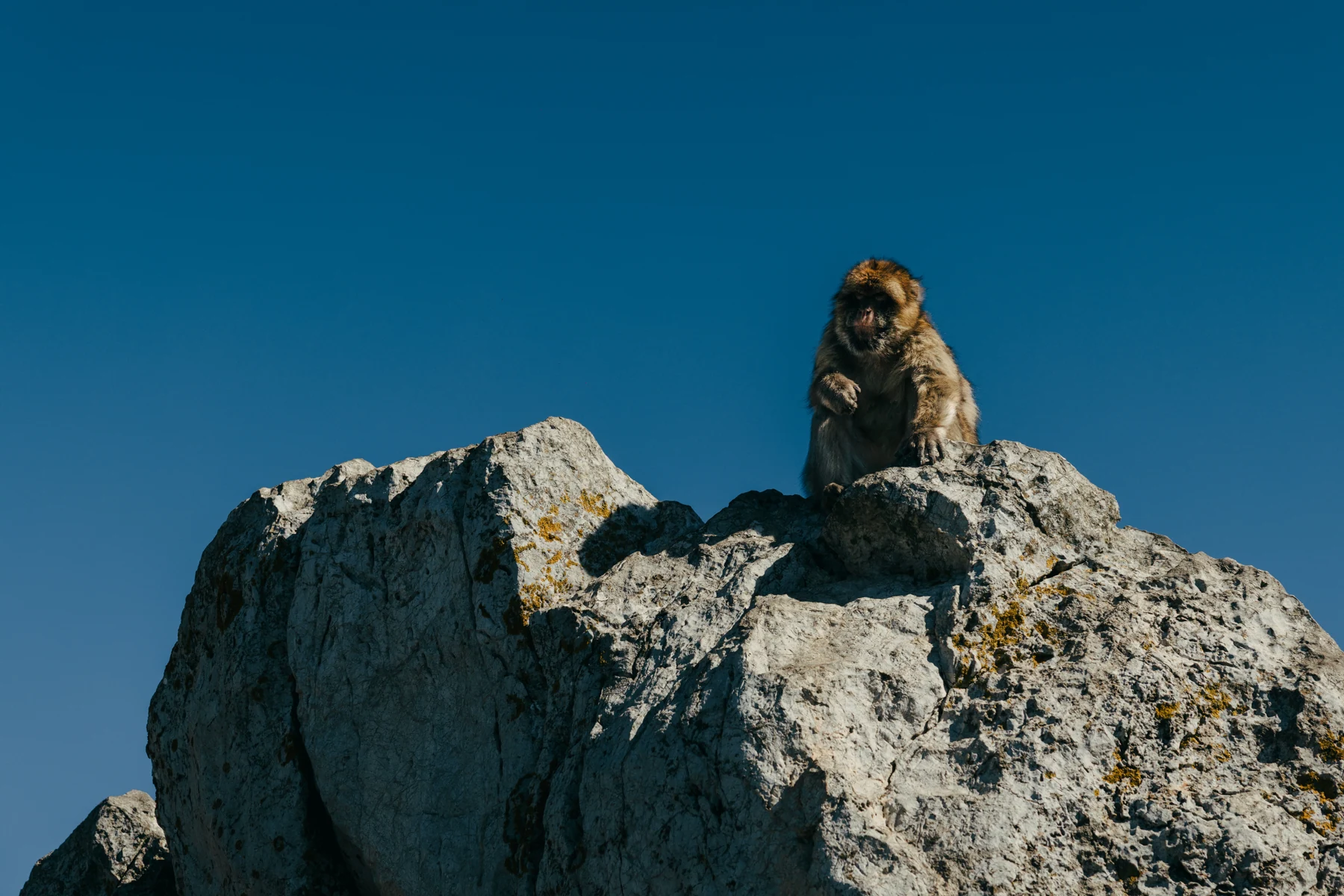 A Barbary macaque sits on top of a limestone rock against a deep blue sky.